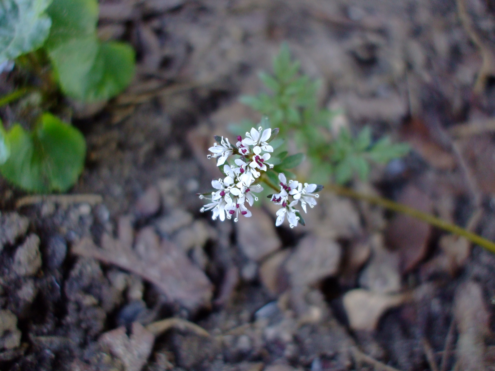 Erigenia bulbosa
